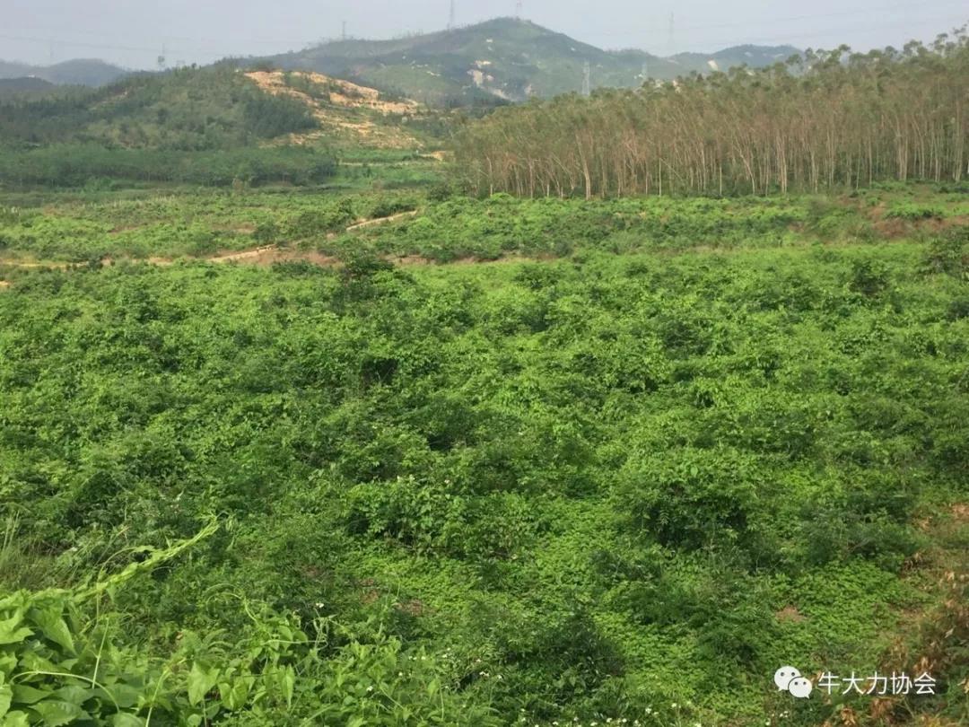 良（liáng）種良法\牛大力防寒防凍手冊