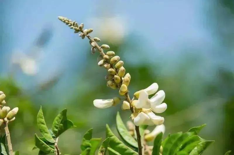 良種（zhǒng）良法 | 牛大（dà）力種（zhǒng）植技術要點